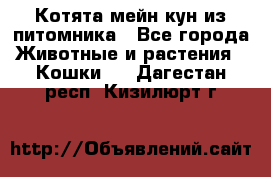 Котята мейн-кун из питомника - Все города Животные и растения » Кошки   . Дагестан респ.,Кизилюрт г.